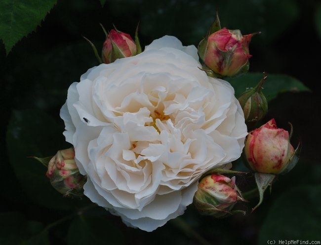 'Winchester Cathedral ®' rose photo