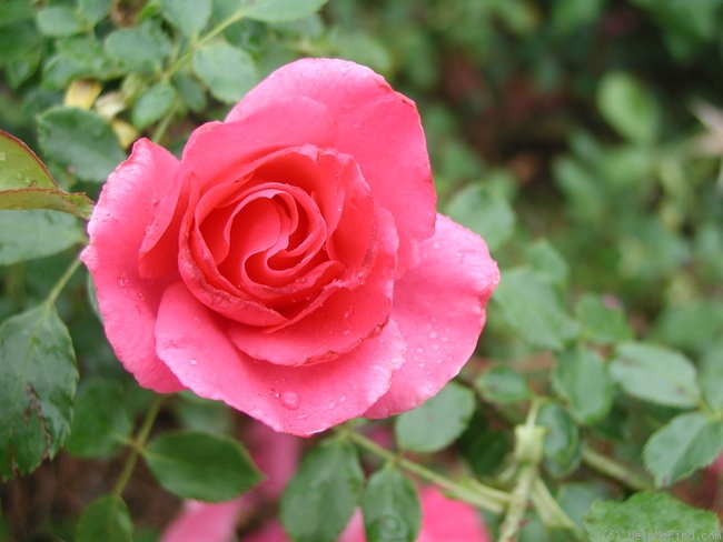 'Country Dancer' rose photo