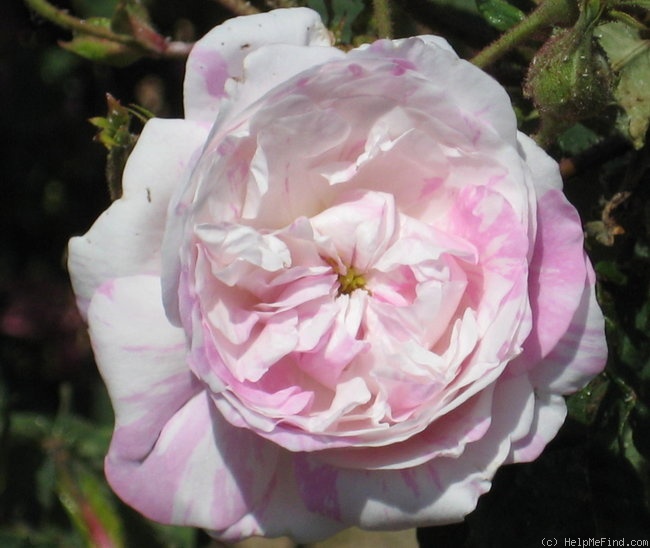 'Unique Panachee Superbe' rose photo