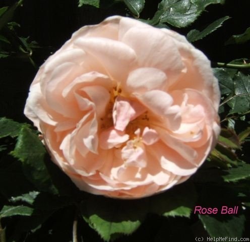 'Roseball' rose photo