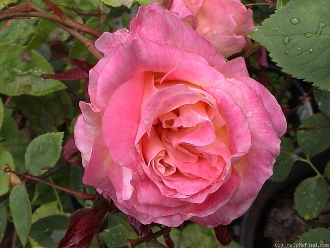 'Souvenir de Victor Hugo' Rose