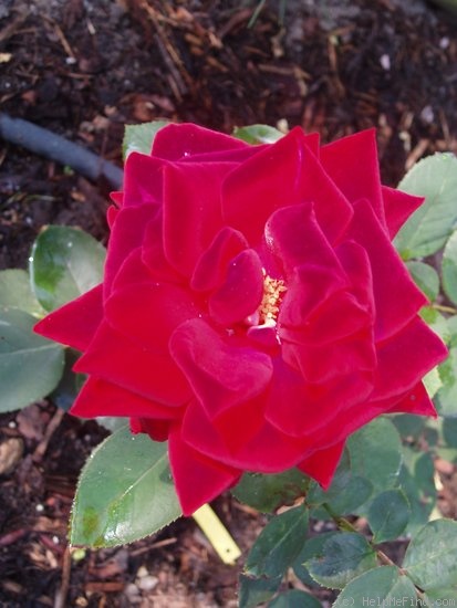 'Adagio (floribunda, Berger/GPG Roter Oktober, 1979)' rose photo
