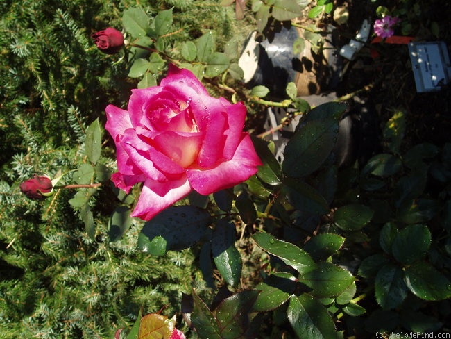 'Permoser' rose photo