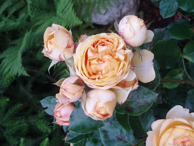 'Baby Romantica ® (miniature, Meilland 2004)' rose photo