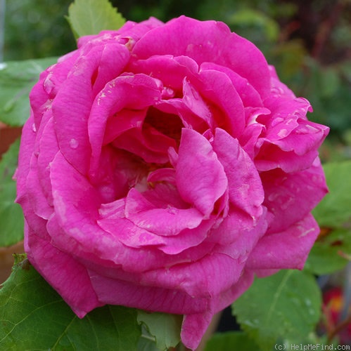 'Horace Vernet (hybrid perpetual, Guillot, 1866)' rose photo