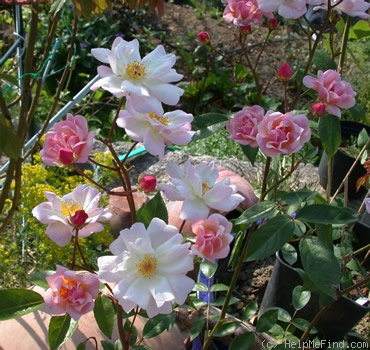 'Queen of the Musk' rose photo