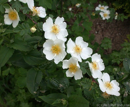 '<i>Rosa omeiensis</i> 'Pteracantha'' rose photo