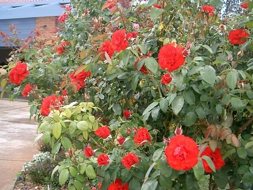 'Veronica's Garden'  photo