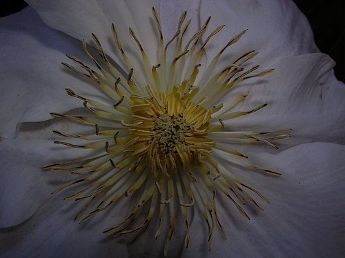 'Veronica's Garden'  photo