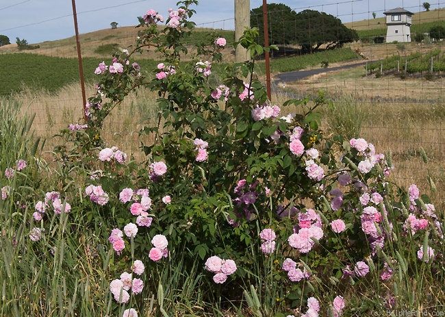 'De la Grifferaie' rose photo