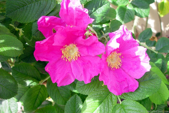'Rugosa #3' rose photo