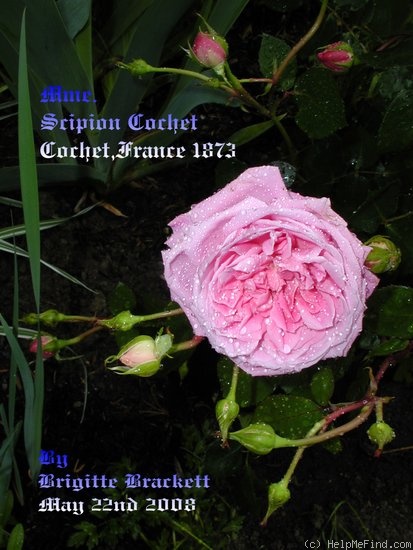 'Madame Scipion Cochet (hybrid perpetual, Cochet, 1872)' rose, click to enlarge 'Madame Scipion Cochet (hybrid perpetual, Cochet, 1872)' rose photo