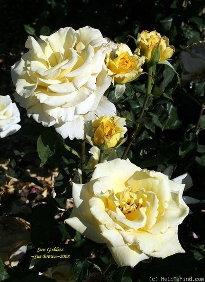 'Sun Goddess ™' rose photo