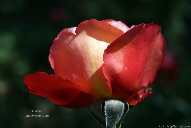 'Voodoo (hybrid tea, Christensen, 1988)' rose photo