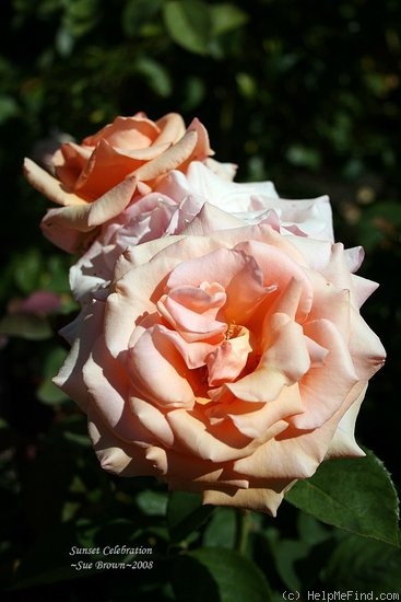 'Sunset Celebration ™' rose photo