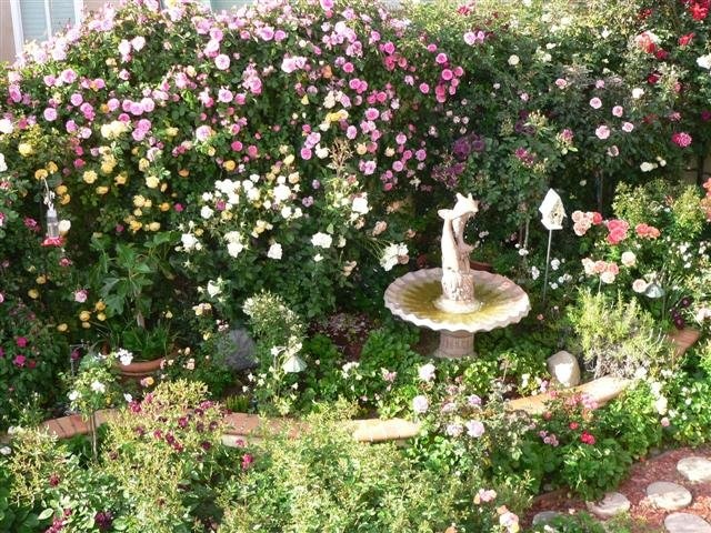 'Gwen Powell's Rose Garden'  photo