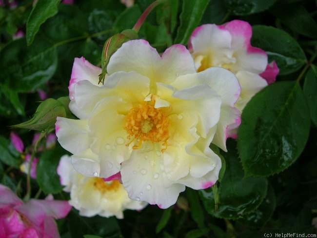 'Citron-Fraise ®' rose photo