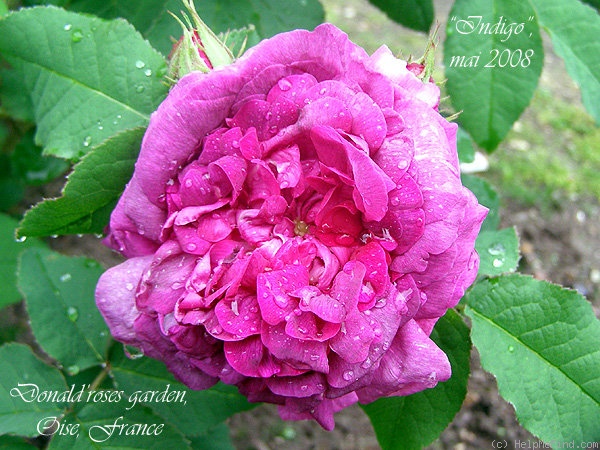 'Indigo (portland, Laffay, 1843)' rose photo