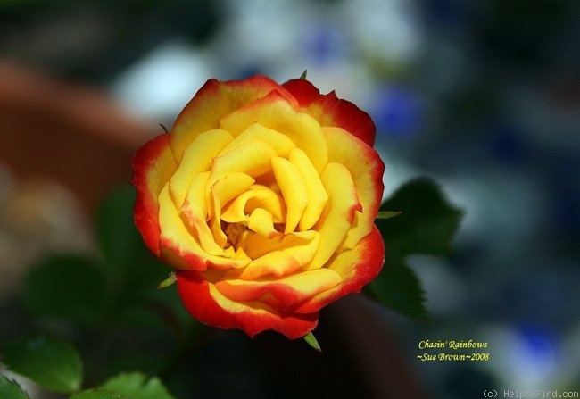 'Chasin' Rainbows™' rose photo