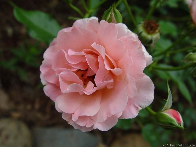 'Botticelli ®' rose photo