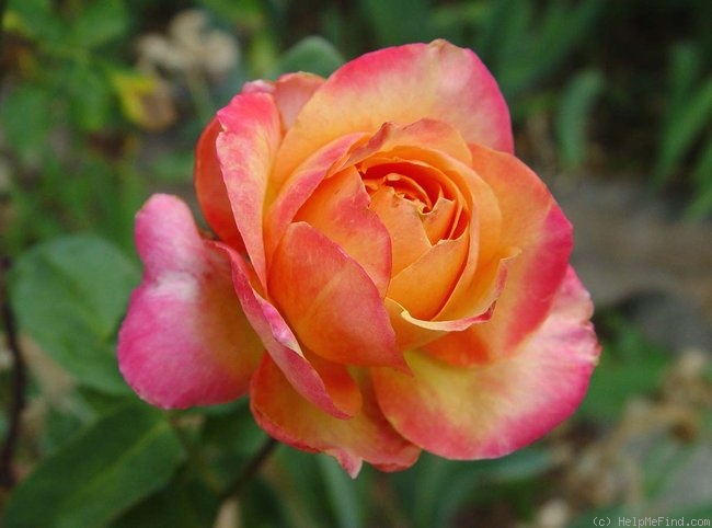 'Classic Beauty ™' rose photo