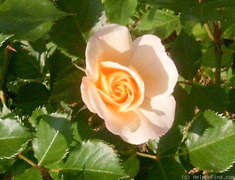 'Pas de Deux' rose photo