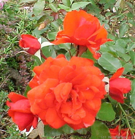 'Trumpeter' rose photo