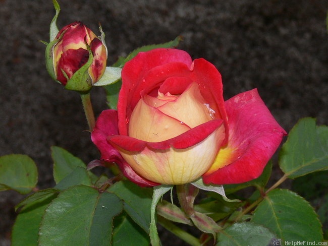'Rebecca ® (hybrid tea, Tantau, 1970)' rose photo