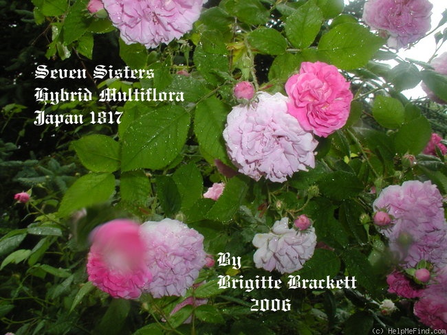 'Seven Sisters (Hybrid Multiflora, 1817)' rose photo