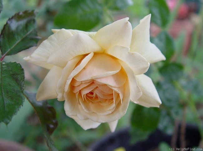 'Pure Gold ™ (shrub, Harkness, 2001)' rose photo
