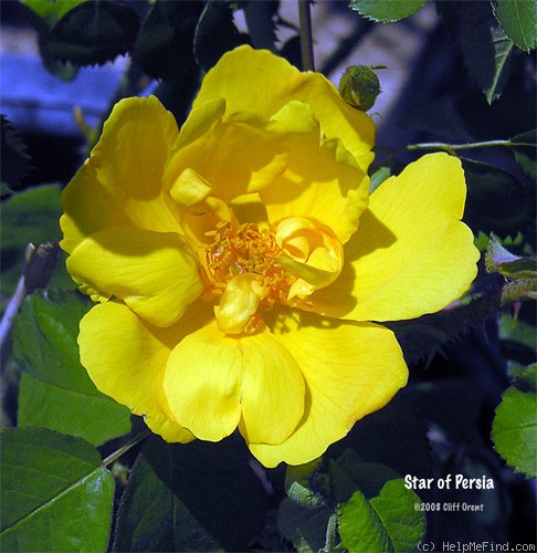 'Star of Persia' rose photo