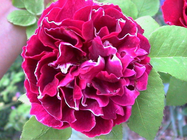 'Baron Girod de l'Ain' rose photo