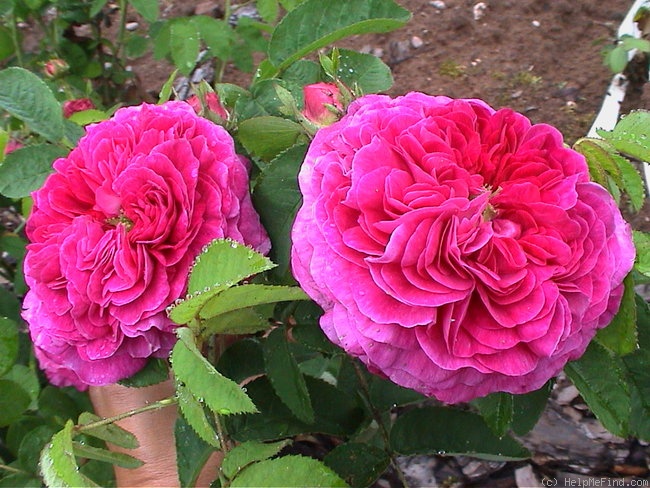 'Catinat (gallica, Vibert, 1838)' rose photo