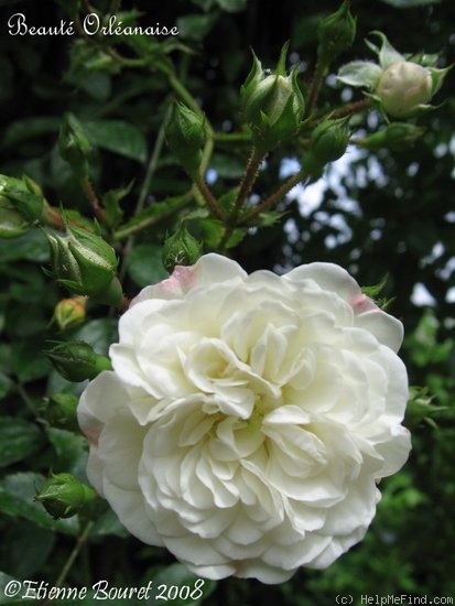 'Beauté Orléanaise' rose photo