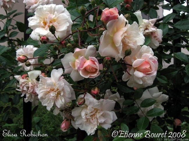 'Elisa Robichon' rose photo