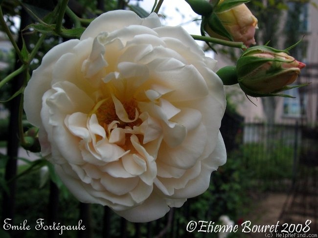 'Émile Fortépaule' rose photo