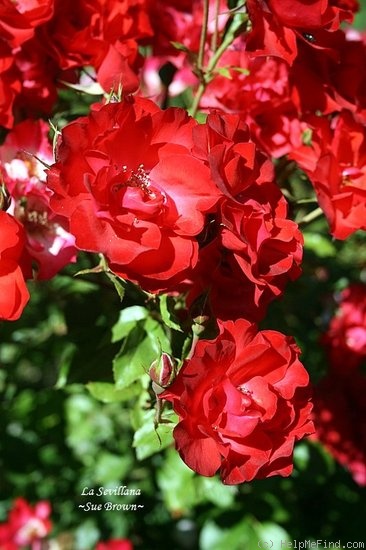 'La Sevillana ®' rose photo