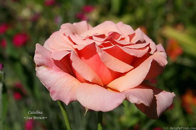 'Catalina™ (grandiflora, Zary, 2008)' rose photo
