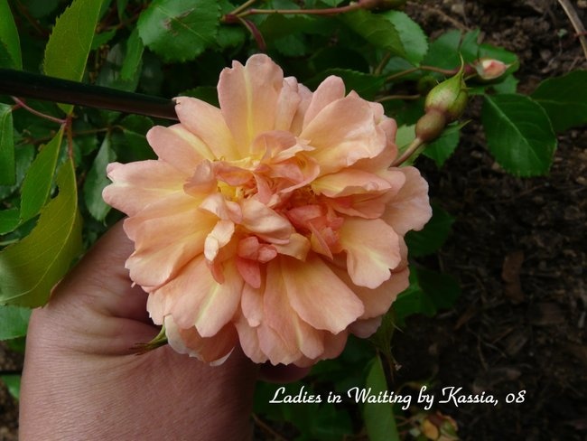 'Kassia's Rose Garden in Framingham, MA'  photo