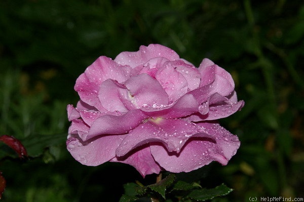 'Blue Angel' rose photo