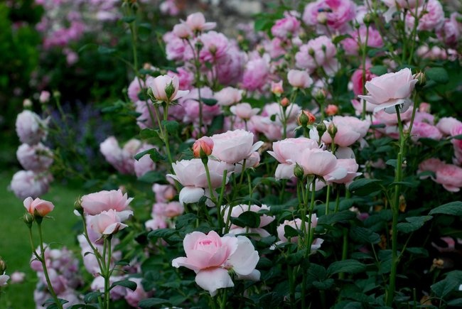 'Il broletto di Monica' , click to enlarge 'Il broletto di Monica'  photo