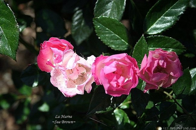 'La Marne' rose photo