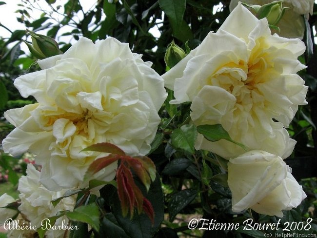 'Albéric Barbier (Rambler, Barbier, 1900)' rose photo