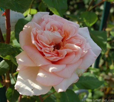 'Comtesse Vandal, Cl.' rose, click to enlarge 'Comtesse Vandal, Cl.' rose photo