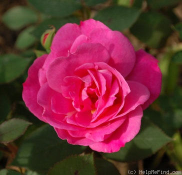 'Hofgärtner Kalb' rose photo
