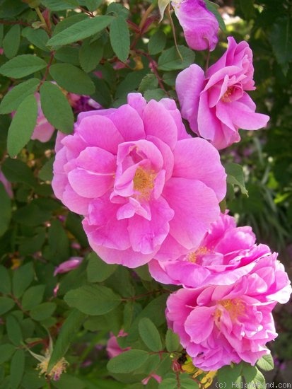 'Thérèse Bugnet (Rugosa, Bugnet, 1941)' rose photo