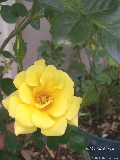 'Golden Halo' rose photo