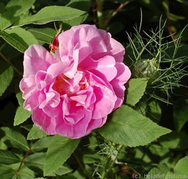 'Thérèse Bugnet (Rugosa, Bugnet, 1941)' rose photo