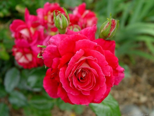 'Miss Behavin'™' rose photo
