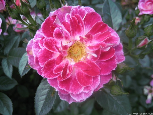 'Red Hot (floribunda, McGredy, 1988)' rose photo